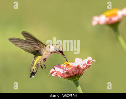 Archilochus colubris, Ruby-throated Hummingbird alimentazione su una luce rosa Zinnia fiore Foto Stock
