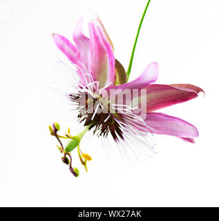 Passiflora fiore su bianco Foto Stock