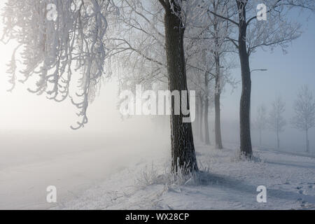Inverno alberi coperti di brina e il mattino luminoso sole splende attraverso la foschia invernale Foto Stock