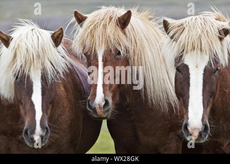 Islandese cavallo (Equus caballus ferus), tre cavalli islandesi in piedi insieme, ritratto, Islanda Foto Stock