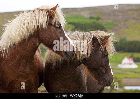 Islandese cavallo (Equus caballus ferus), due cavalli islandesi in piedi insieme, ritratto, Islanda Foto Stock