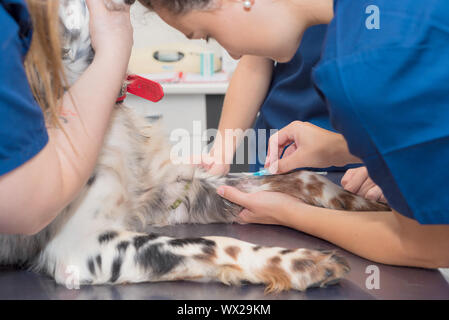 Luogo veterinario una linea endovenosa in un cane Foto Stock