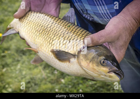 Grande pesce fresco pescato nel fiume Foto Stock