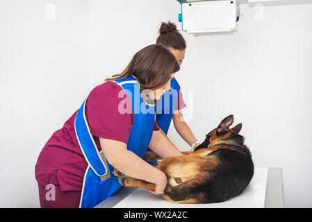 Radiologo veterinario esaminando un cane in x-ray room Foto Stock