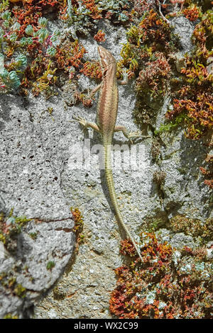 Lizard sulla roccia Foto Stock