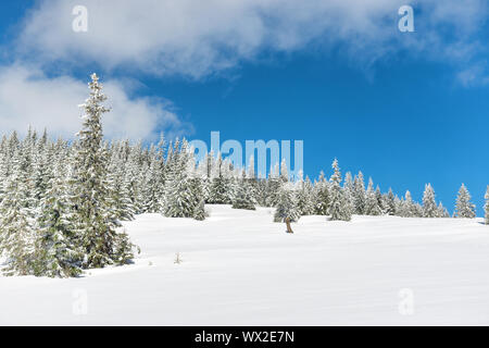 Inverno alberi di pino nella neve Foto Stock