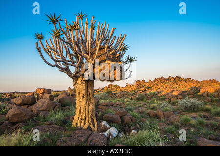 La faretra albero o aloe dichotoma, Keetmanshoop, Namibia Foto Stock