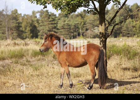 Islandese cavallo (Equus caballus ferus), riserva naturale di Wahner heath, Troisdorf Germania, Europa Foto Stock