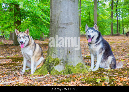 Due huskies sedersi insieme nella foresta di faggio Foto Stock