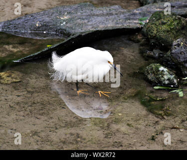 Snowy Garzetta in acqua con la sua riflessione che mostra i suoi piedi giallo nel suo ambiente e dintorni. Foto Stock