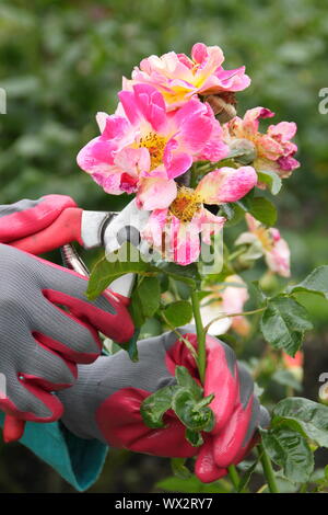 Rosa 'Champagne Cocktail'. Deadheading rose con secateurs per prolungare la fioritura per tutta l'estate. Foto Stock