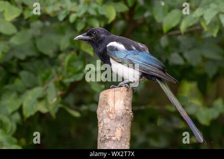 Gazza (Pica pica) medie crow piumaggio bianco e nero e molto lunga coda. Ha una forte bill e iridescenza blu e verde sheen sulle ali e la coda Foto Stock