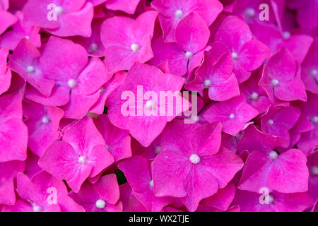 Sfondo colorato di bella viola hortensia - Ortensie Foto Stock