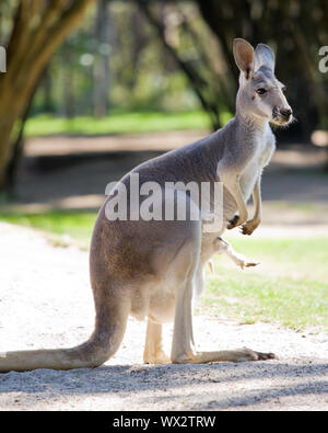 Femmina di canguro rosso presso il Santuario di Healesville, Victoria, Australia Foto Stock