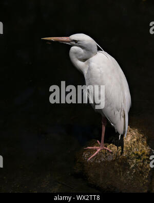 Airone bianco uccello nero lo sfondo di contrasto nel suo ambiente. Foto Stock