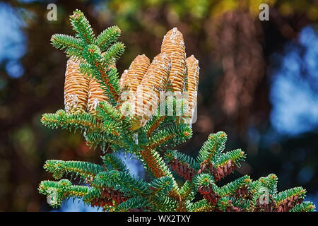 Coni immaturi di Fir Manchurian Foto Stock