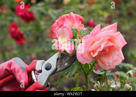 Rosa 'Champagne Cocktail'. Deadheading rose con secateurs per prolungare la fioritura per tutta l'estate. Foto Stock