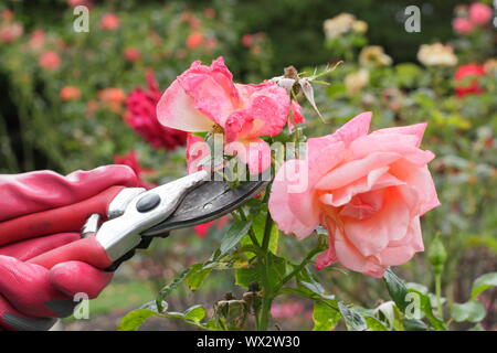 Rosa 'Champagne Cocktail'. Deadheading rose con secateurs per prolungare la fioritura per tutta l'estate. Foto Stock