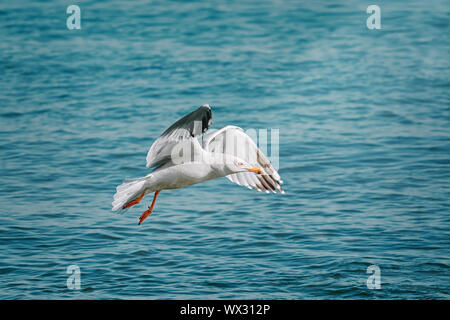 Aringa europea Gabbiano Foto Stock