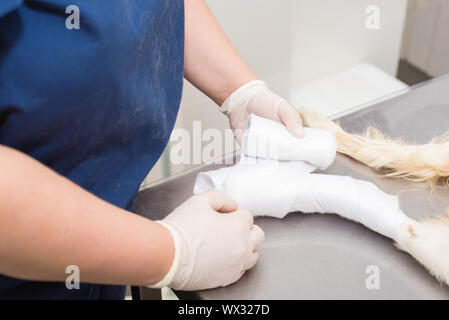 Luoghi veterinaria bendaggio sterile nella zampa del cane Foto Stock