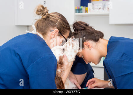 Luogo veterinario una linea endovenosa in un cane Foto Stock