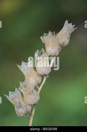 Henbane nero Foto Stock