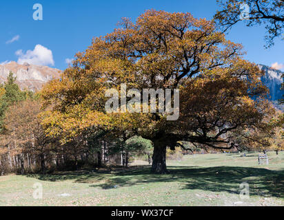 Vecchi alberi di quercia e di colore giallo dorato nel tardo autunno Foto Stock