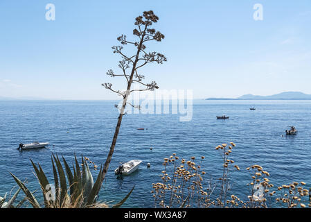 Agave, costa, Nissaki, Corfù, Grecia, Europa Foto Stock