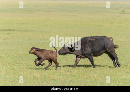 Bufali, Syncerus caffer, in esecuzione con i giovani, il Masai Mara riserva nazionale, Kenya, Africa Foto Stock