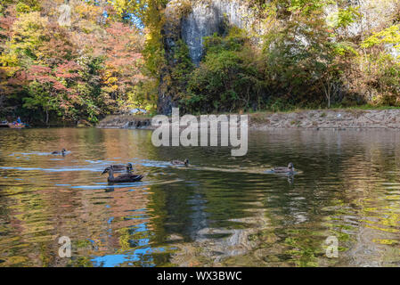 Geibi Gorge ( Geibikei ) fogliame di autunno scenario vista nella giornata di sole. Molte anatre selvatiche nella gola e tutti si affollano intorno alla ricerca di cibo Foto Stock