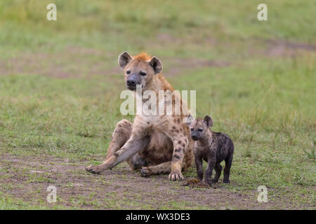 Avvistato iena, Crocuta crocuta, madre con cub, il Masai Mara riserva nazionale, Kenya, Africa Foto Stock