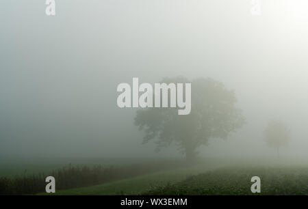 Campo e albero foggy idillico paesaggio di campagna Foto Stock
