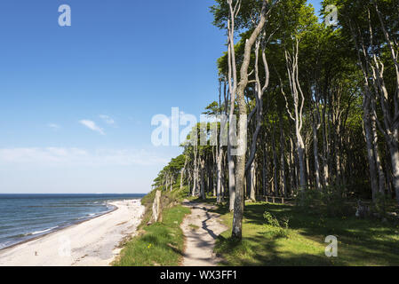 Foresta di ghost, costa, Mar Baltico, Nienhagen, Meclemburgo-Pomerania Occidentale, Germania, Europa Foto Stock