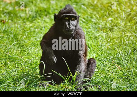 Celebes macaco crestato Foto Stock