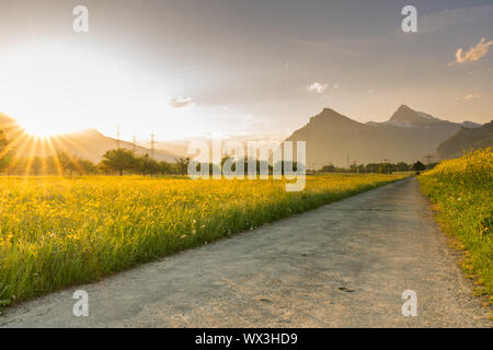 Strada di ghiaia il troncaggio di una colza canola field con montagne dietro al tramonto Foto Stock