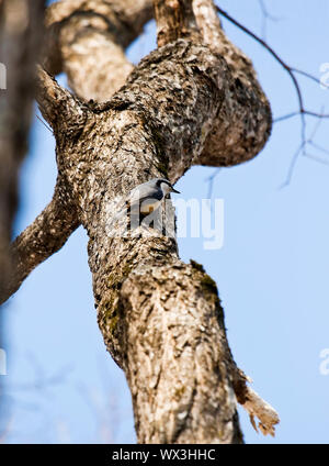 Il picchio muratore eurasiatica o legno, picchio muratore Sitta europaea. Proselochny cordon. Lazovsky Riserva Naturale Monte Sichote-Alin'. Primorsky Krai. La Russia Foto Stock