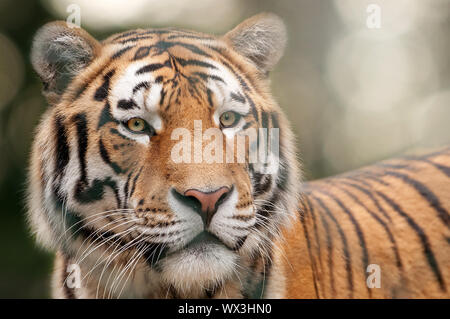 Ritratto di bella tiger con sfondo sfocato Foto Stock
