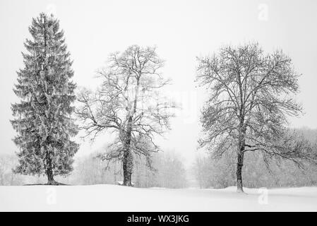 Paesaggio invernale con la neve cade sui tre alberi Foto Stock