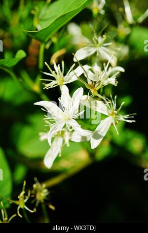 Piccoli fiori bianchi del dolce autunno Clematis Terniflora sulla vite Foto Stock