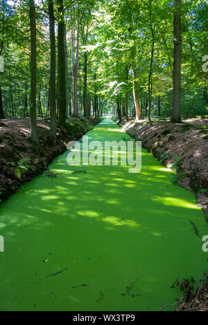 Fosso completamente coperto con lenticchie d'acqua nella foresta a tenuta la Laer in provincia dei Paesi Bassi Overijssel vicino alla città di Ommen Foto Stock