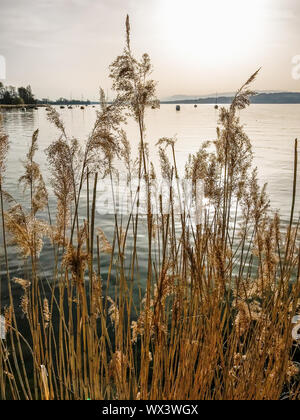 Sole di sera e la luce sul lago con ance Foto Stock