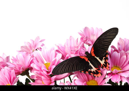 Papilio rumanzovia sui fiori