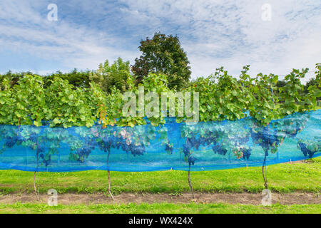 Fila di piante di uva in vigna olandese Foto Stock