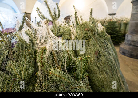 Molti alberi di Natale avvolti in reti in materia plastica tagliata e pronta per il trasporto e la vendita Foto Stock