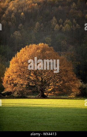 Un albero di quercia in autunno in Ruhrauen, Hattingen, la zona della Ruhr, Renania settentrionale-Vestfalia, Germania, Europa Foto Stock
