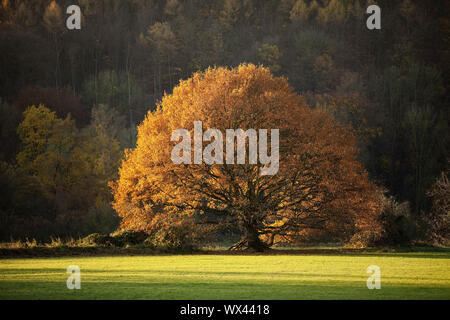 Un albero di quercia in autunno in Ruhrauen, Hattingen, la zona della Ruhr, Renania settentrionale-Vestfalia, Germania, Europa Foto Stock