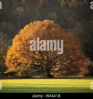 Un albero di quercia in autunno in Ruhrauen, Hattingen, la zona della Ruhr, Renania settentrionale-Vestfalia, Germania, Europa Foto Stock
