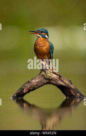 Kingfisher (Alcedo atthis) appollaiato su un ramo Foto Stock