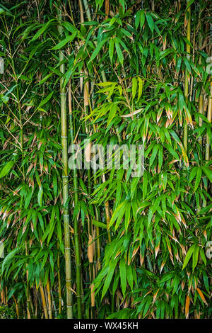 Green fitta foresta di bamboo texture di sfondo Foto Stock