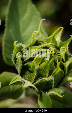 Helianthus, macro di un girasole con dettagli fini Foto Stock